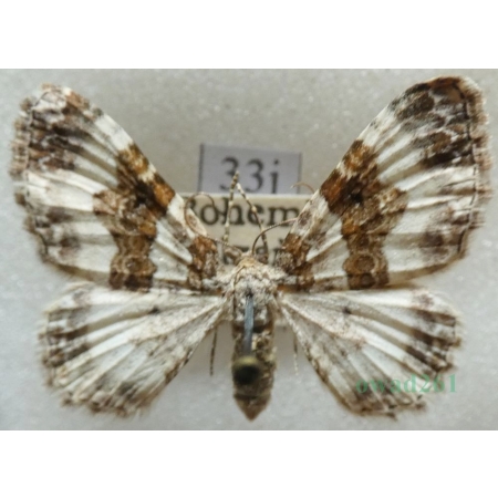 Epirrhoe rivata (Hübner, 1813) Paśnik rzeczek Czech33j